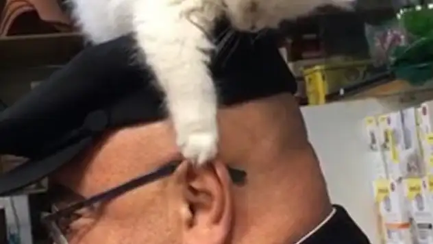 Yavru kedi ile müşterinin sevimli halleri  gülümsetti