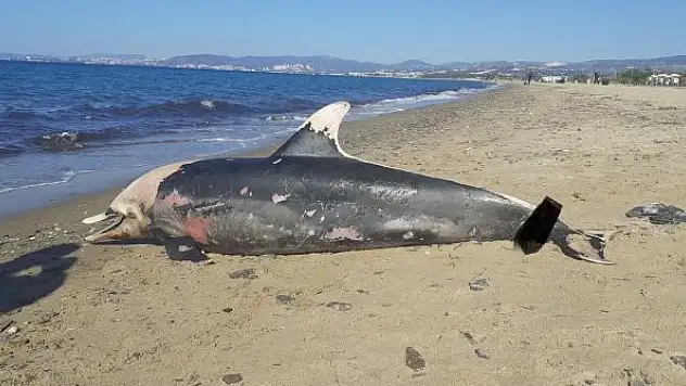 Kuşadası sahilinde nadir görülen deniz canlıları ölü olarak bulundu