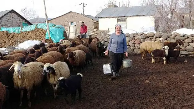 Baharın müjdecisi kuzuların anneleriyle buluşma anı