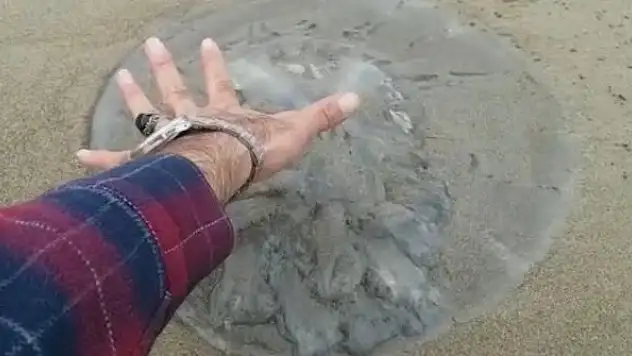 Yüzlerce deniz anası sahile vurdu