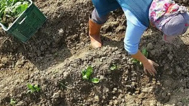 Organik tarım 10 yılda 5 kat arttı