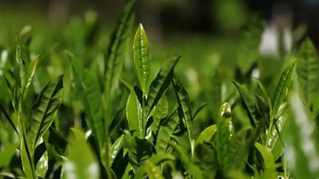 Çay ihracatından ocakta 1,4 milyon dolar gelir