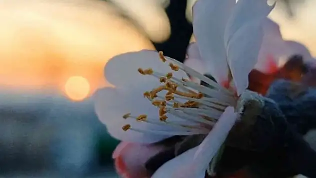 Badem ağaçları çiçek açtı