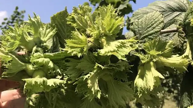 FİSKOBİRLİK, fındık için son sigorta tarihi konusunda uyardı