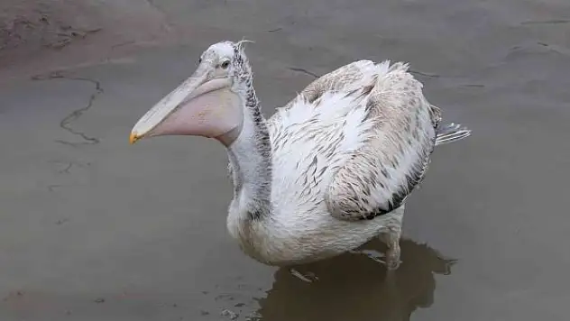 Nadir görülen tepeli pelikan, Alaplı Çayında görüntülendi