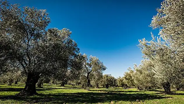 Burhaniye Belediye Başkanlığı zeytinlikleri kiraya verecek