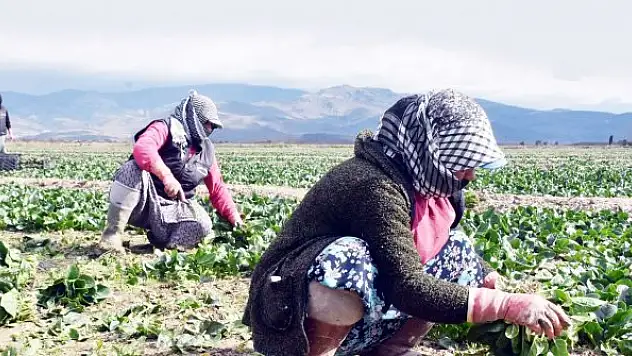 Tarım işçilerinin  ücretleri arttı