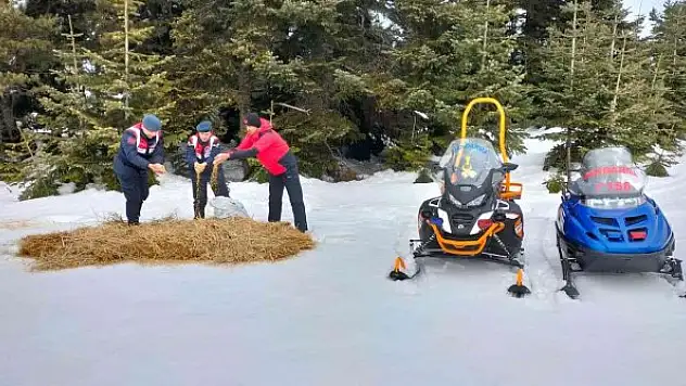 Jandarma ekipleri Ilgaz Dağı'ndaki hayvanları unutmadı