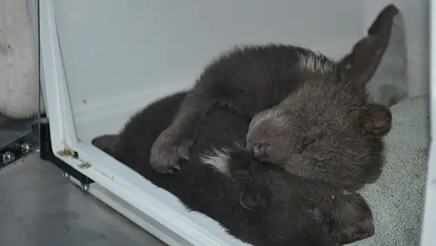 Donmak üzereyken bulunan yavru ayılar  tedavi altına alındı