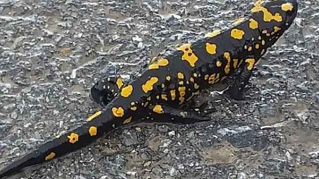 Nesli tükenmekte olan semender görüntülendi