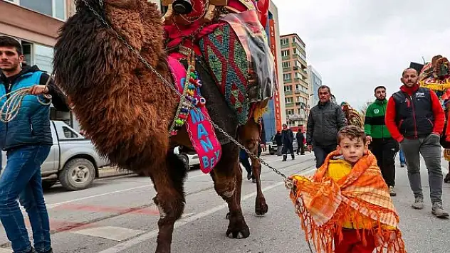 Pehlivan develer görücüye çıktı