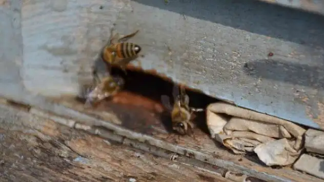 Şırnak'ta bal arıları 5 aylık kış uykusundan uyandı