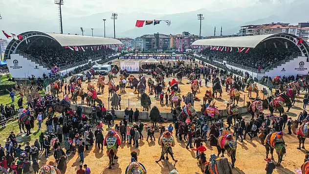 10 binlerce Denizlili deve güreşi heyecanını doyasıya yaşadı