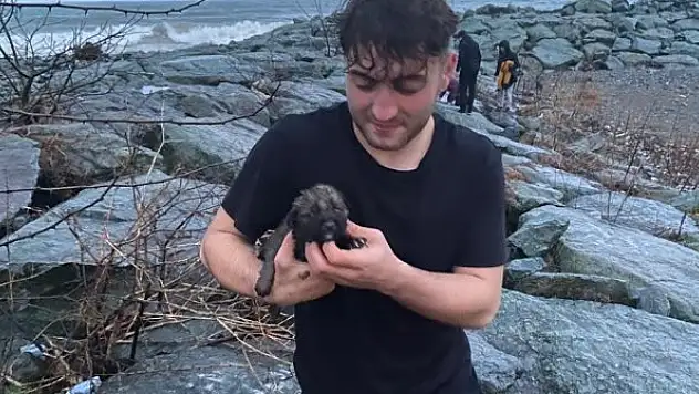Deniz kenarındaki kayalıklarda doğuran köpek ve yavruları için vatandaşlar seferber oldu