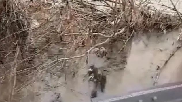 Nesli tükenme tehlikesi yaşayan su samurları görüntülendi