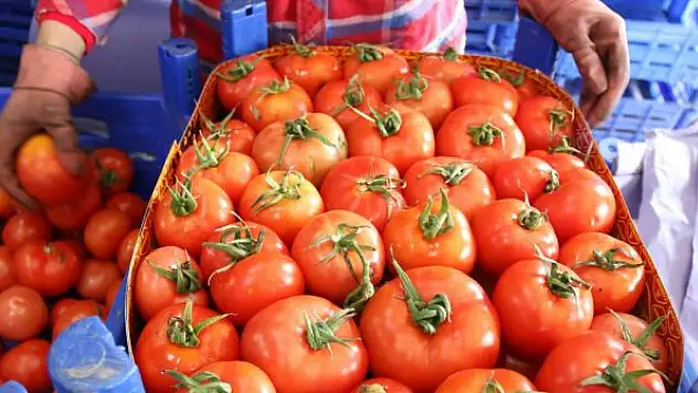 Rusya-Ukrayna savaşı domatesi vurdu