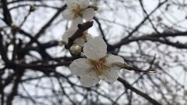 Baharın habercisi bademler çiçek açtı