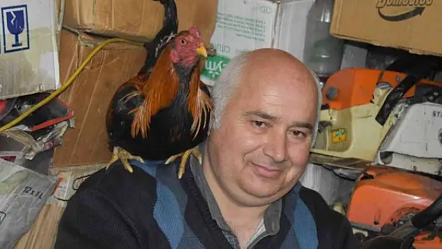 Her gün işe omzundaki horozu ile birlikte gidiyor