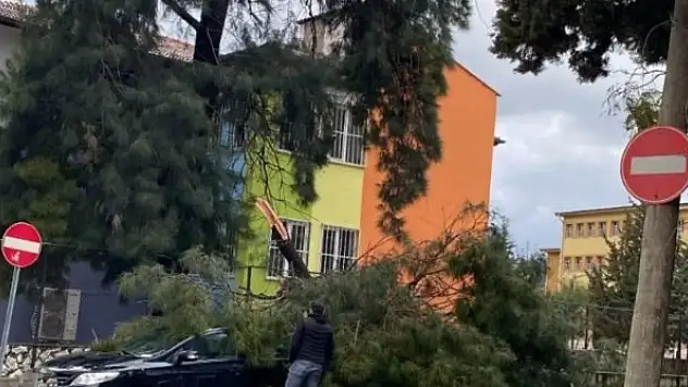 Fırtına ağaçları devirdi