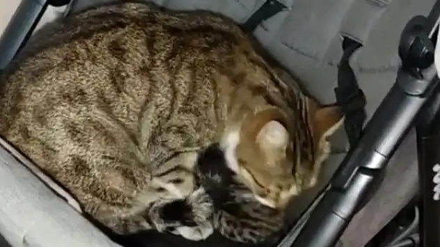 Apartmanda doğum yapan kedi ve yavrulara vatandaşlar sahip çıktı