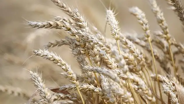 Buğday fiyatları, haftalık bazda yüzde 40'ın üzerinde artarak 12 doları aştı