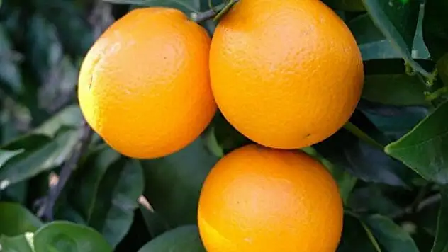 TİGEM'den portakal satış ihalesi