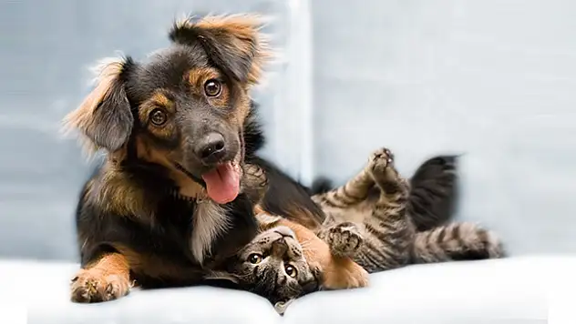 Pet Kuaför Nedir? Hangi Hizmetleri verir?