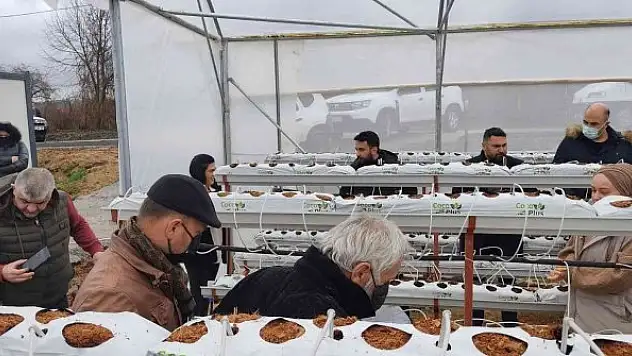 Topraksız çilek yetiştiriciliği yaygınlaşıyor