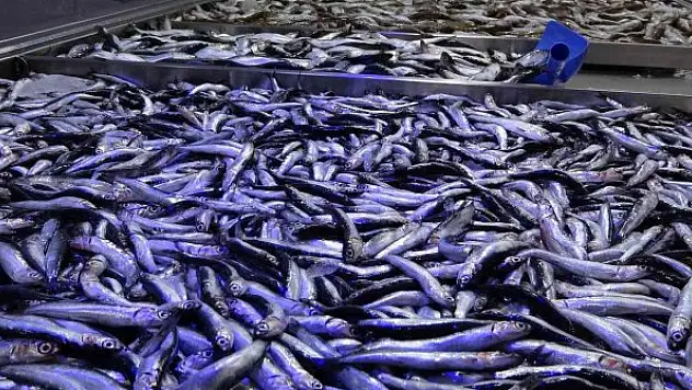 Balıkçıların akaryakıt endişesi