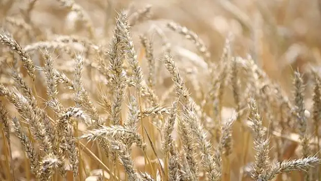 Buğday fiyatları tarihi zirveyi gördü