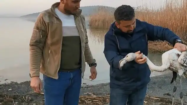 Ayağı kırılan flamingoyu kurtardılar