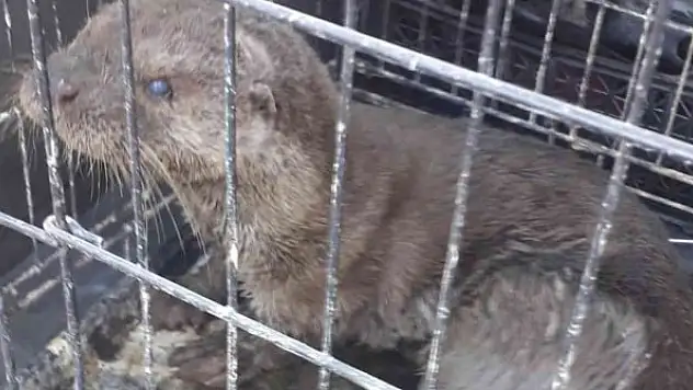 Sokak köpeklerinin yaraladığı su samuru tedavi edildi