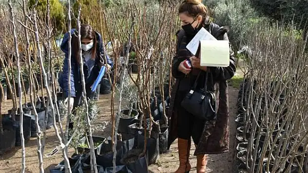 İzinsiz fidan satışına ceza uygulanacak