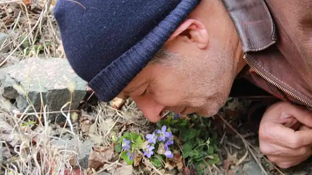 Baharın habercisi çiçekler açtı