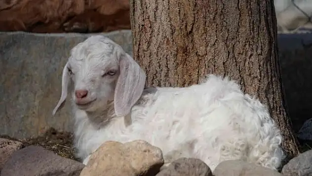 Doğal Yaşam Parkı'nın minik keçileri ilgi odağı oldu