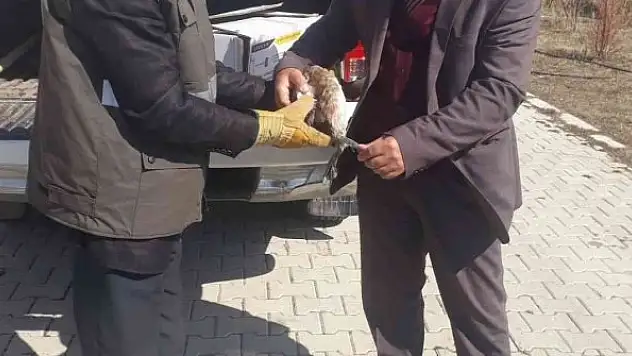 Yaralı bahri kuşu tedavi altına alındı