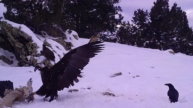 Yaban hayvanlarının yem telaşı böyle görüntülendi