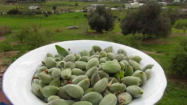 Çağla hasadı başladı