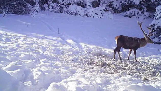 Yaban hayatının ağır kış koşullarında yiyecek telaşı