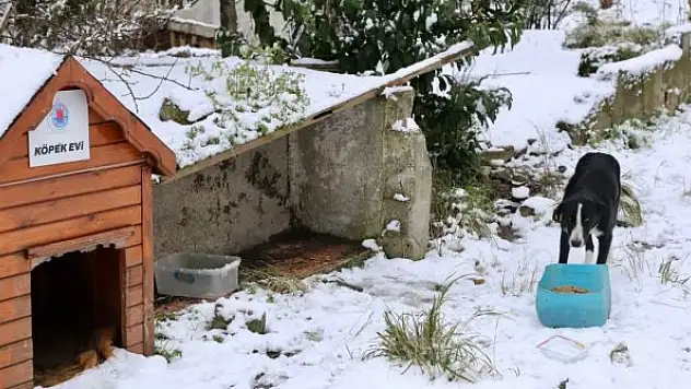 Ekipler sokak hayvanları için seferber oldu
