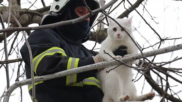 Ağaçta mahsur kalan kediyi itfaiye kurtardı