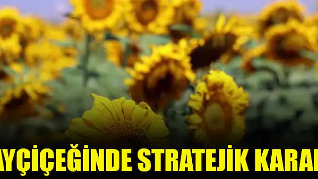 Ayçiçeğinde stratejik karar