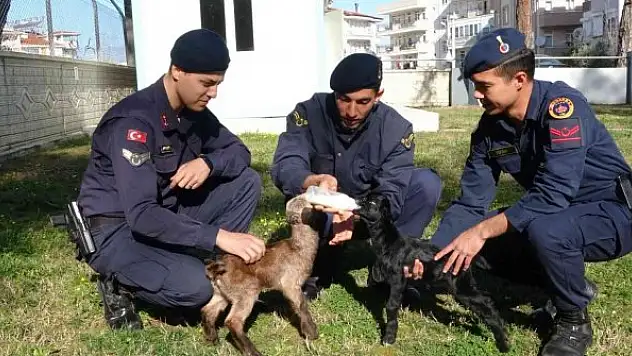 Jandarma oğlakları biberonla besliyor