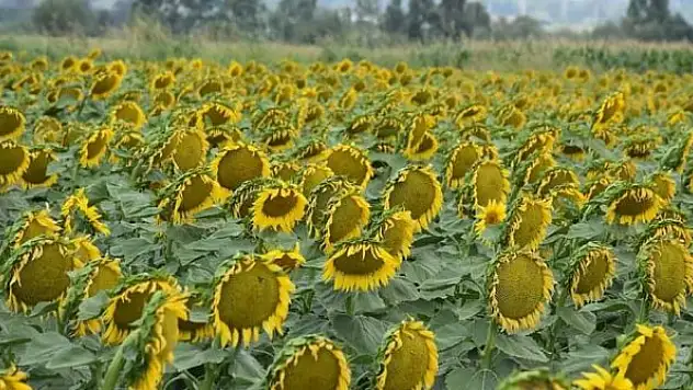 4 ilçeye ayçiçek desteği verilecek