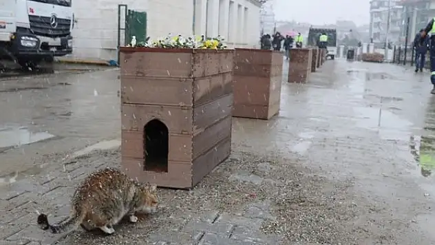 Geri dönüştürülen köprü malzemeleri kedilere yuva oldu