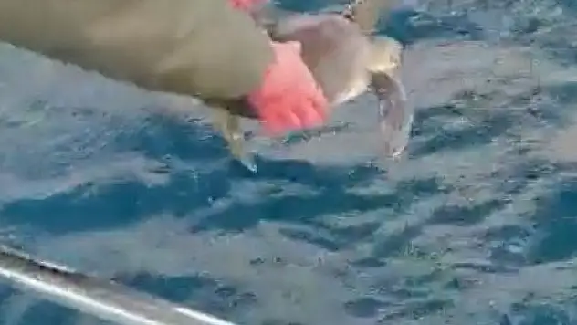 Yavru kaplumbağa ağa takıldı