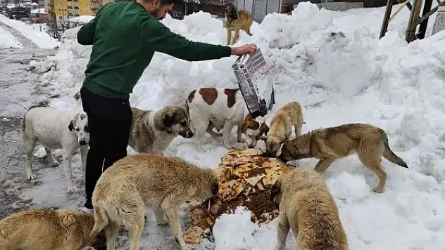 Karda aç kalan sokak köpeklerini besliyor