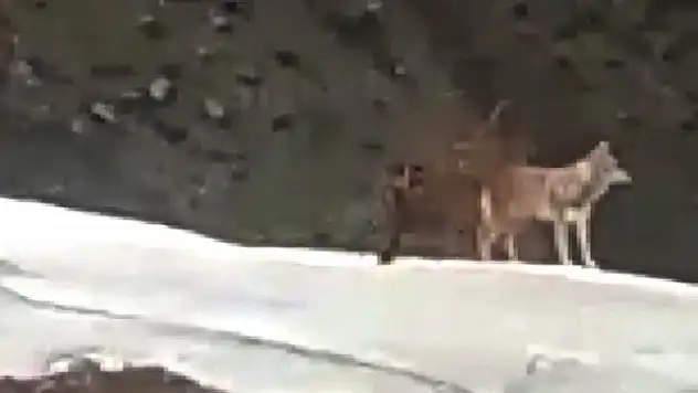 Bozkurtları gören tır şoförünün şaşkınlığı