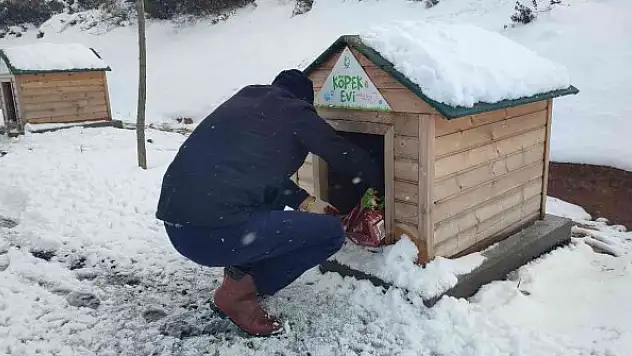 Sokak hayvanları için büyük seferberlik