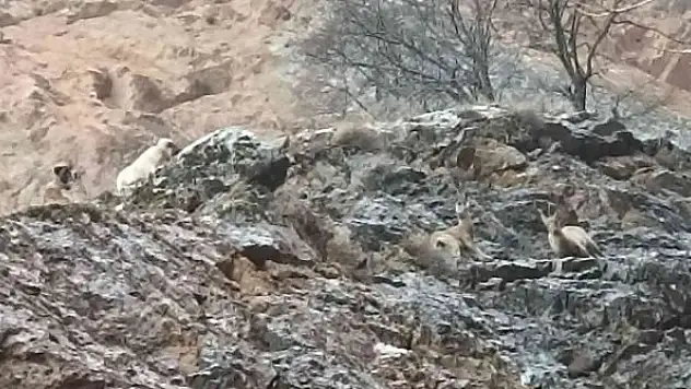 Yaban keçileri sokak köpeklerinin hedefi oldu